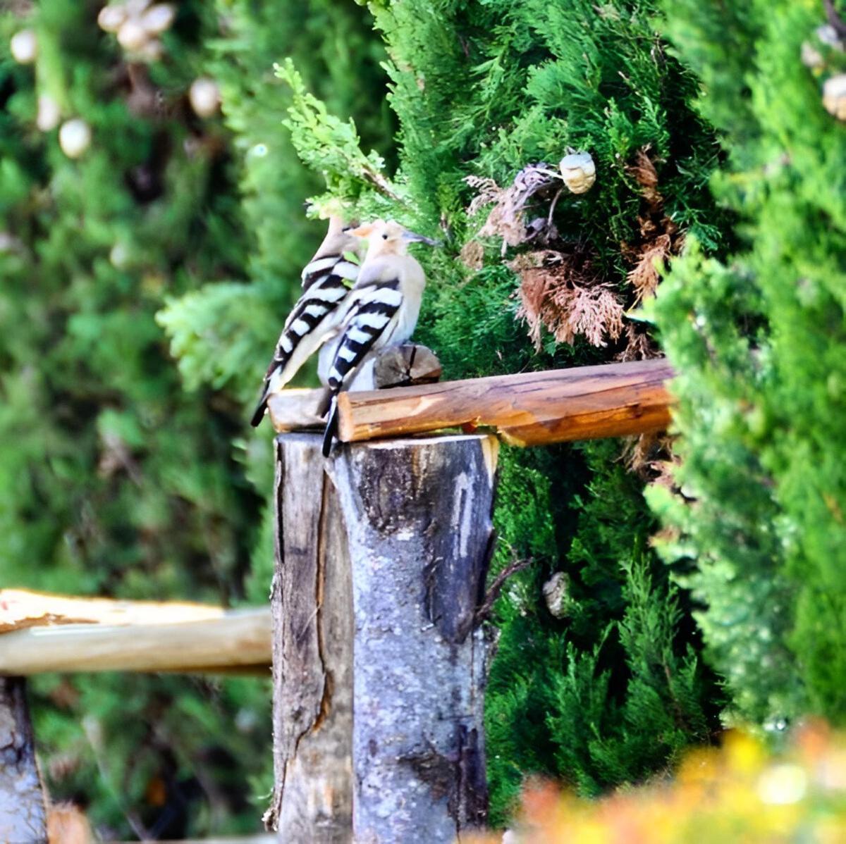 Alloggio per agriturismo Tenuta Del Gallo Amelia